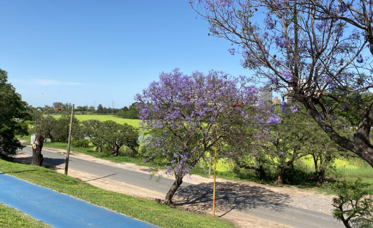 El «repollito» que invadió el Lago del Parque del Sur amenaza al Club El Quillá y sus instalaciones y ya cubre el 80% de su superficie