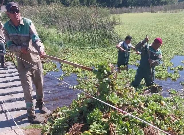 Retiran los repollitos de agua del lago del Parque del Sur: tarea que demandará unos 45 días
